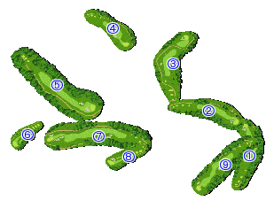 コース全体俯瞰図
