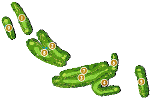 コース全体俯瞰図