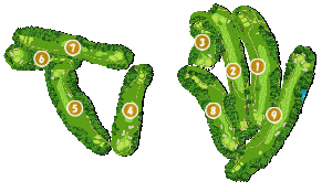 コース全体俯瞰図