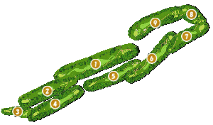 コース全体俯瞰図