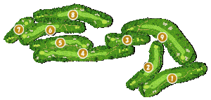 コース全体俯瞰図