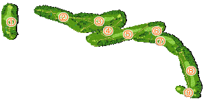 コース全体俯瞰図