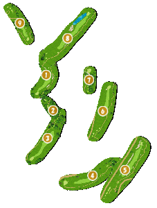 コース全体俯瞰図