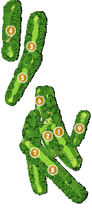 コース全体俯瞰図