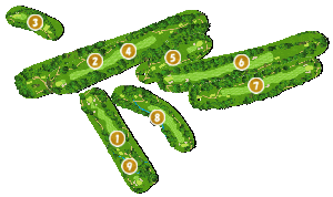 コース全体俯瞰図