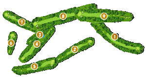 コース全体俯瞰図