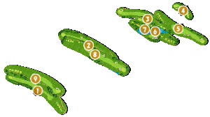 コース全体俯瞰図