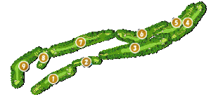 コース全体俯瞰図