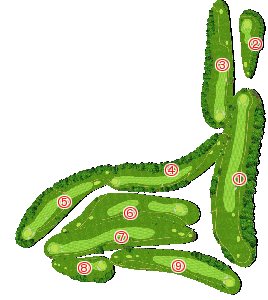 コース全体俯瞰図