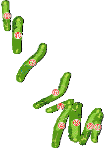 コース全体俯瞰図