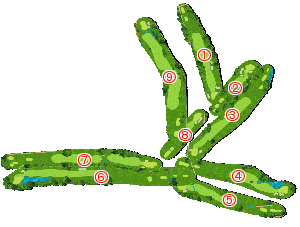 コース全体俯瞰図