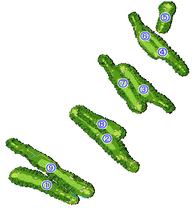 コース全体俯瞰図