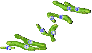 コース全体俯瞰図