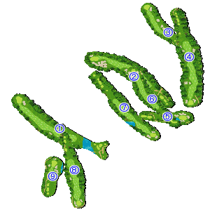 コース全体俯瞰図