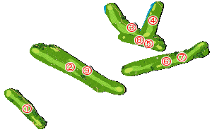 コース全体俯瞰図