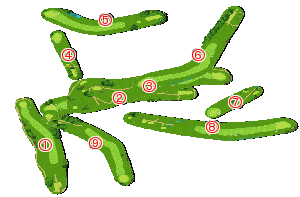 コース全体俯瞰図
