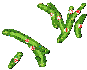 コース全体俯瞰図